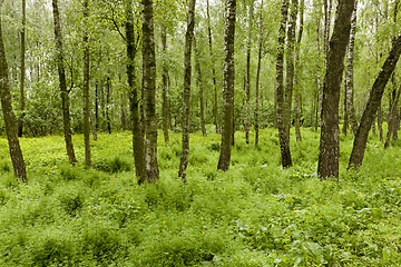 Image showing the marshland  