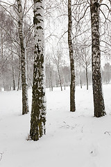 Image showing trees in the winter  