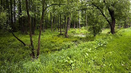 Image showing bog. summer 