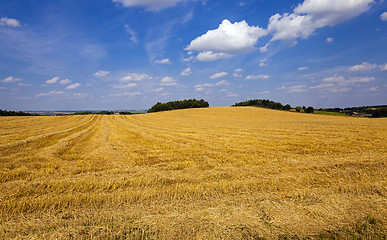 Image showing slanted wheat  