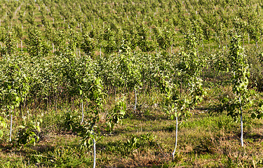 Image showing young fruit-trees  