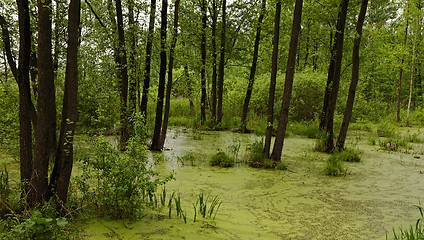 Image showing the marshland  