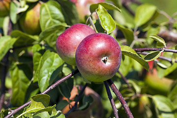 Image showing apple-tree garden  