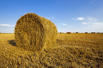 Image showing agricultural field