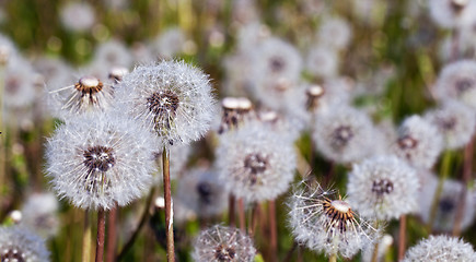 Image showing dandelion white