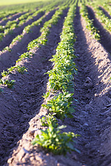 Image showing potato field  