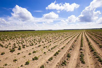 Image showing potato field  