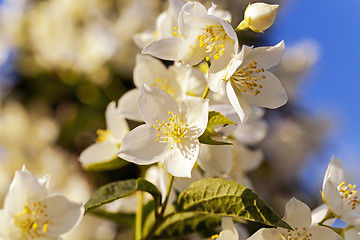 Image showing jasmine flower  