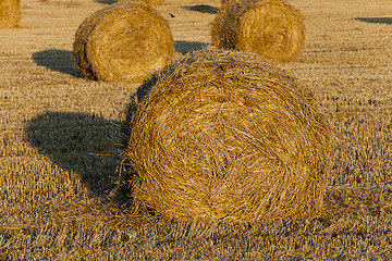 Image showing straw stack  