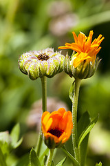 Image showing calendula flower  