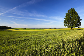 Image showing lonely tree in a field 