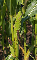 Image showing green corn  