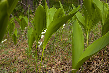 Image showing lily of the valley  