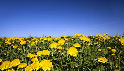 Image showing  dandelions .