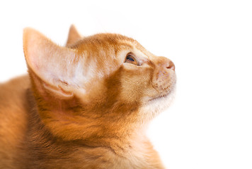 Image showing Abyssinian kitten  