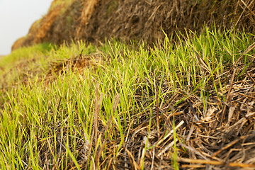 Image showing the sprouted wheat  