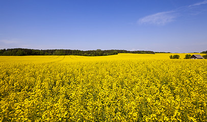 Image showing blooming rape  