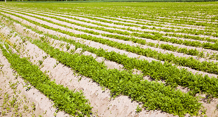 Image showing carrot field  