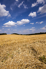 Image showing slanted wheat  