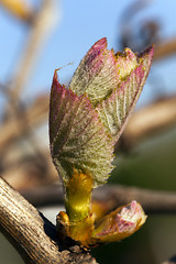 Image showing grapes sprout  