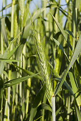 Image showing cereals 