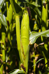 Image showing green corn  