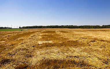 Image showing harvest cereals  