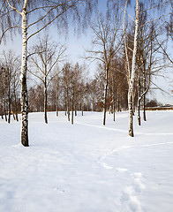 Image showing trees in the winter  