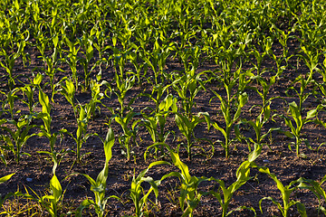 Image showing green corn  
