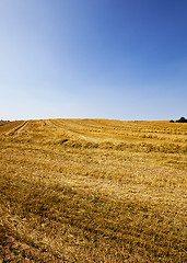 Image showing agriculture 