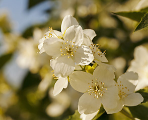 Image showing jasmine flower  