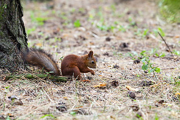 Image showing squirrel 