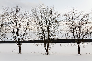 Image showing trees in the winter  