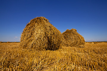 Image showing agriculture  