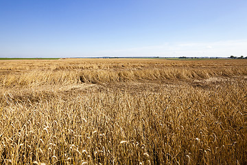 Image showing agriculture  