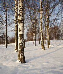 Image showing trees in the winter  