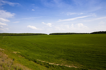 Image showing green oats  