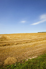 Image showing agriculture 