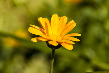 Image showing calendula flower 