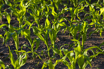 Image showing green corn  