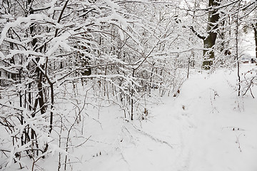 Image showing winter trees  