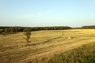 Image showing slanted wheat  