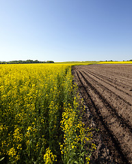 Image showing agriculture  