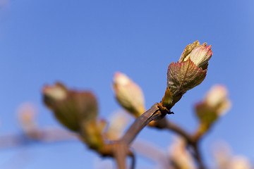 Image showing grapes sprout  