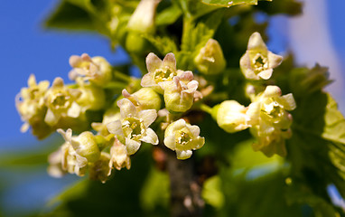 Image showing blossoming of blackcurrant  