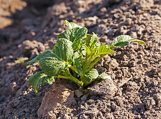 Image showing potato field  