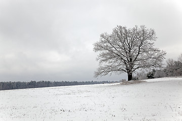 Image showing tree in the field  