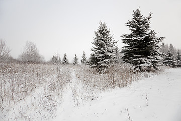 Image showing trees in the winter  