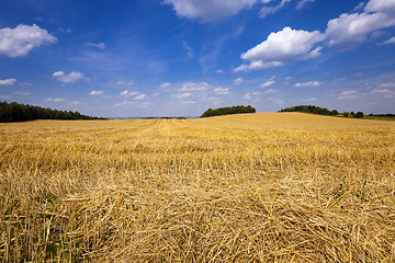 Image showing slanted wheat  