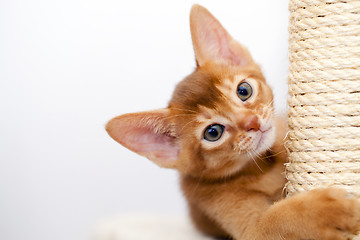 Image showing Abyssinian kitten 